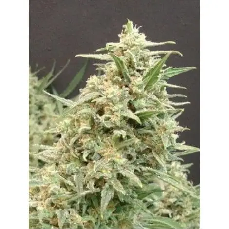 Snow White Amsterdam Fem