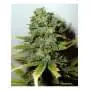 Super Skunk 2