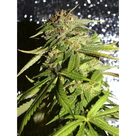 Afghani #1