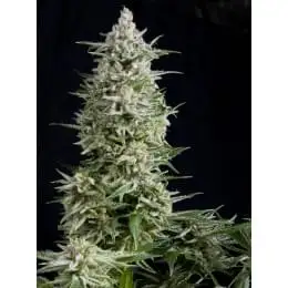 Auto Amnesia Gold
