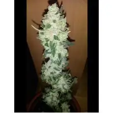Auto Diesel Skunko