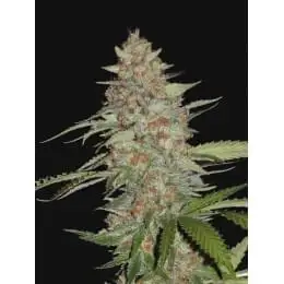 Auto G14 Cartel Fem