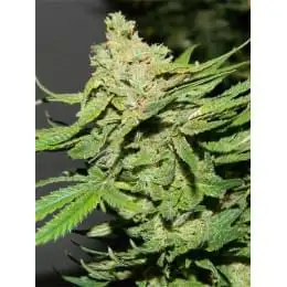 Cannatonic