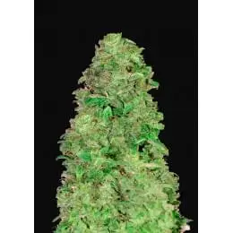 CBD Auto 20:1