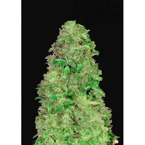 CBD Auto 20:1