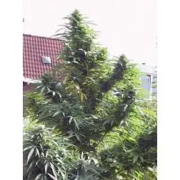 Easy Sativa