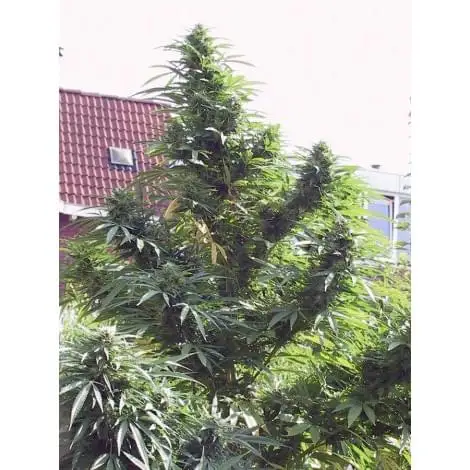 Easy Sativa