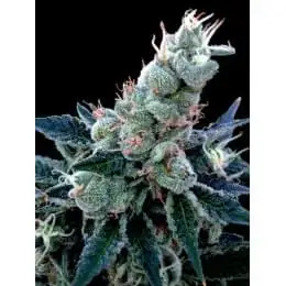 Double Alien 18