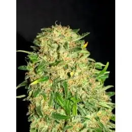 Gypsy kush (Faraona)