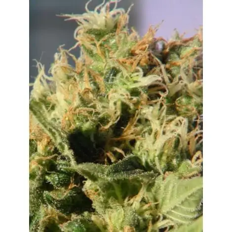 Mikromachine Auto