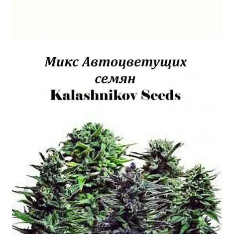 Mieszanka nasion automatycznie kwitnących