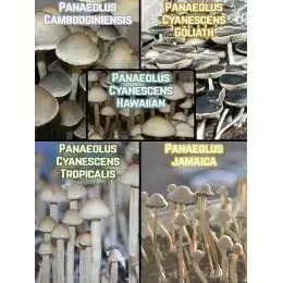 Мікс-пак Panaeolus