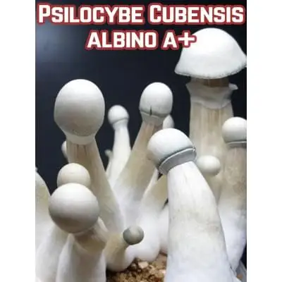 Psilocybe Cubensis Albino A+