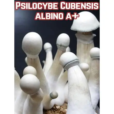 Psilocybe Cubensis Albino A+