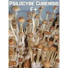 Psilocybe Cubensis F+