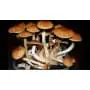 Psilocybe Cubensis Golden Teacher 2