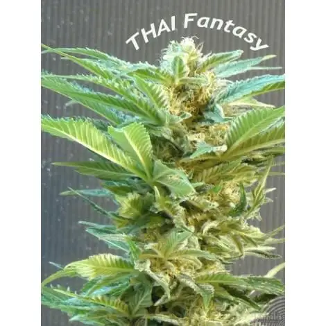 Thai Fantasy