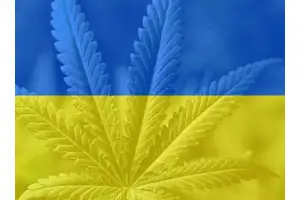 Старт легализации медицинской марихуаны в Украине