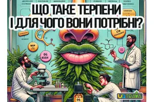 Что такое терпены и зачем они нужны?