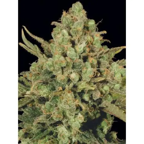 White Widow от Rastaman Seeds