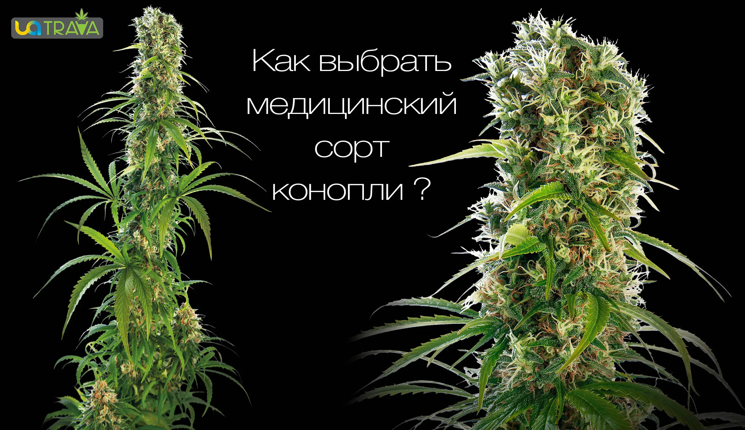 medical5-uatrava.webp