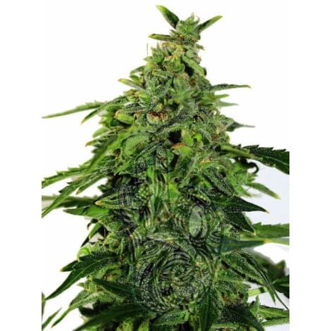 Auto Moxie Fem