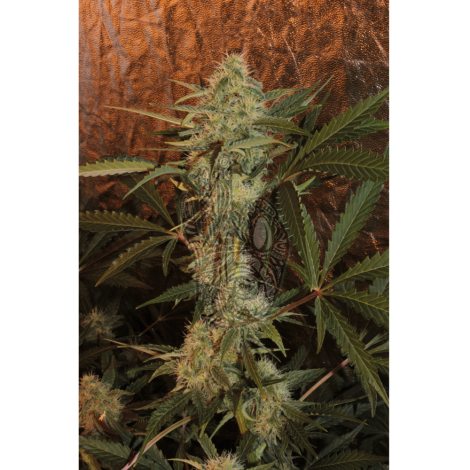 Auto Nice Diesel Fem