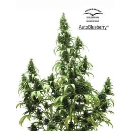 AutoBlueBerry Fem