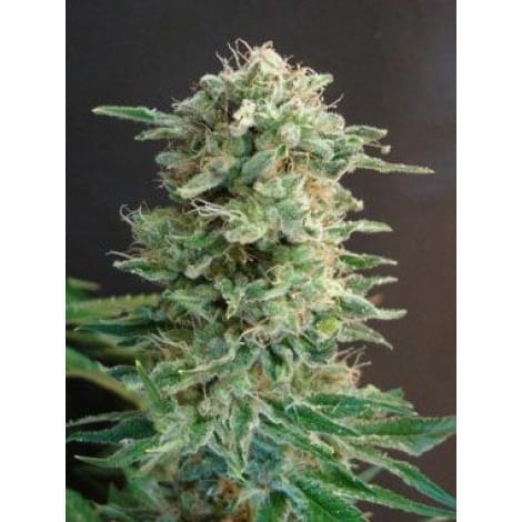 Big Dutch Bud Fem