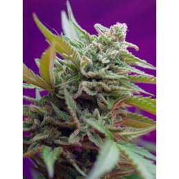 Black Jack Auto (3G)