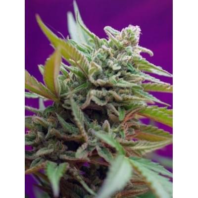 Black Jack Auto (3G)