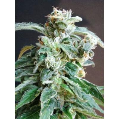 Blue Afgan Kush Fem