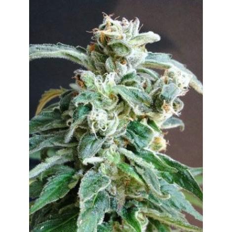 Blue Afgan Kush Fem