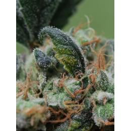 Blue Cheese