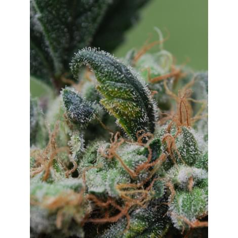 Blue Cheese