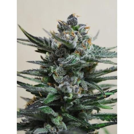 Blueberry Auto