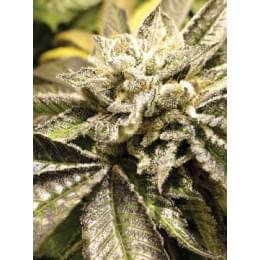 Canadian Kush