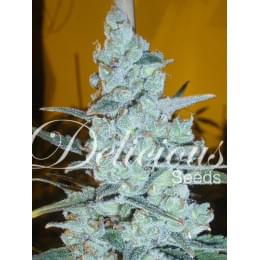 Critical Jack Herer Fem