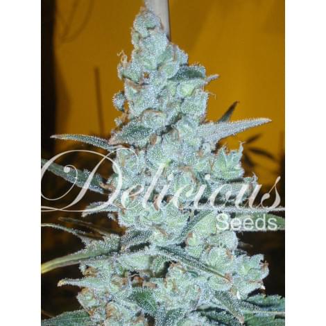 Critical Jack Herer Fem