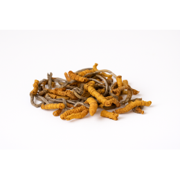 Кордицепс китайский из гусеницы (Ophiocordyceps sinensis)