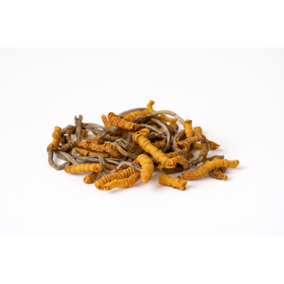 Кордицепс китайський з гусені (Ophiocordyceps sinensis)