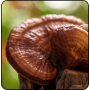 Рейші, Reishi (Спокій та імунітет) 700 мг - 60 капсул