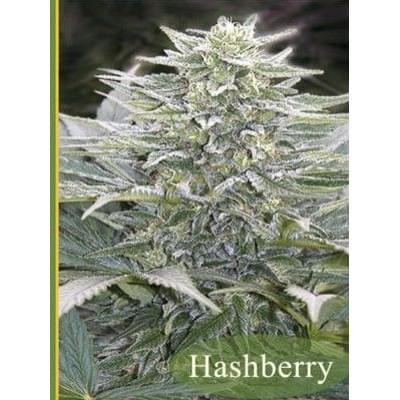 Hashberry (Regular edition)