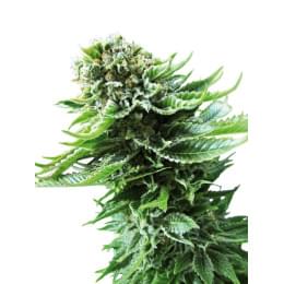 Northern Lights Automatic