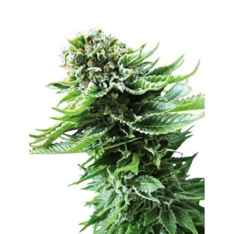 Northern Lights Automatic
