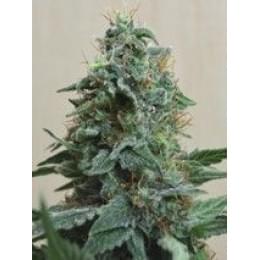 Northern Lights Fem