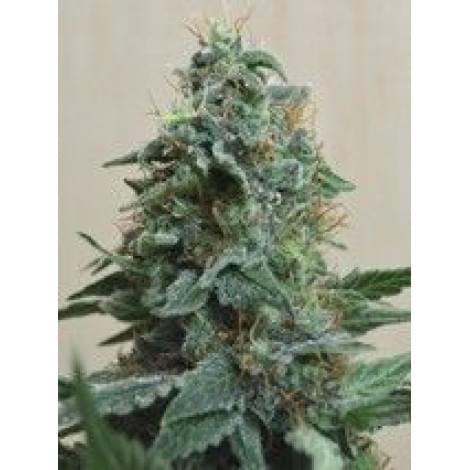 Northern Lights Fem
