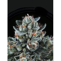 Puta Madre Kush