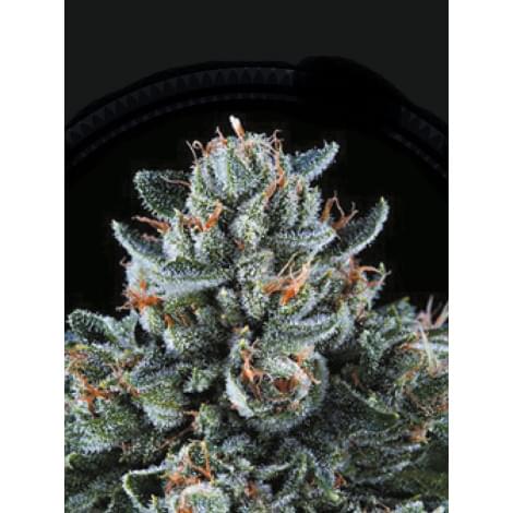 Puta Madre Kush