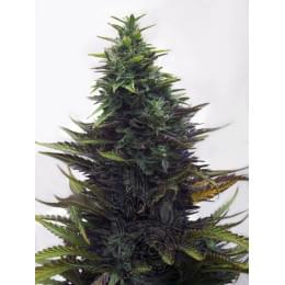 Satori от Mudro Seeds